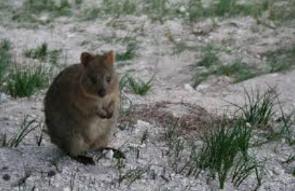 Quokka_Rottnest Island, Western Australia